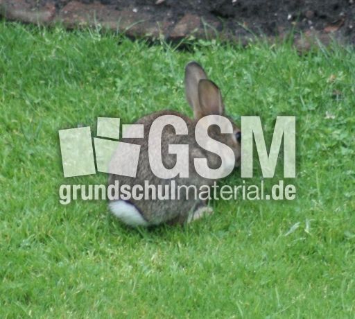 Wild-Kaninchen 051.jpg